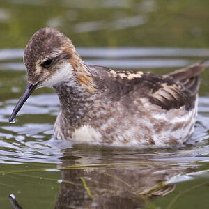 Phalarope à bec étroit