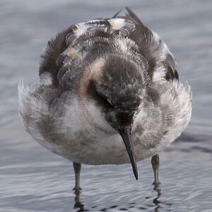 Phalarope à bec étroit