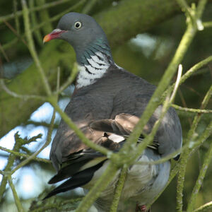 Pigeon ramier 
&copy; Didier Collin