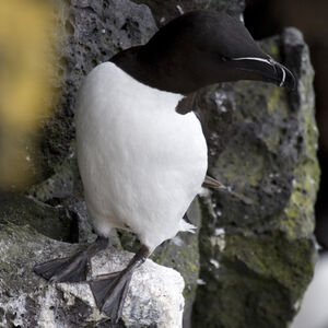 Pingouin torda
