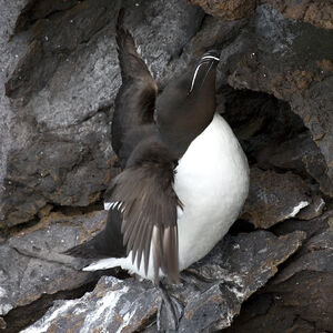 Pingouin torda