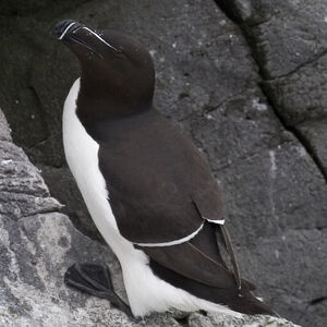 Pingouin torda