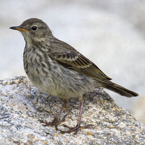 Eurasian Rock Pipit 
&copy; Didier Collin