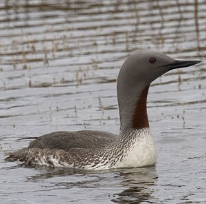 Plongeon catmarin 
&copy; Didier Collin