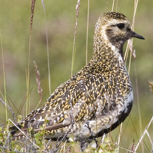 European Golden Plover