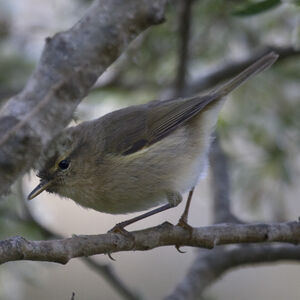Canary Islands Chiffchaff