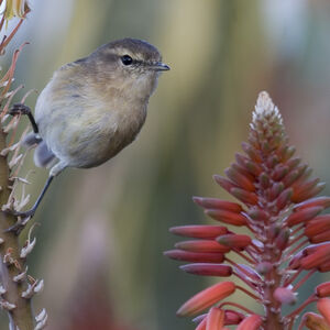 Canary Islands Chiffchaff