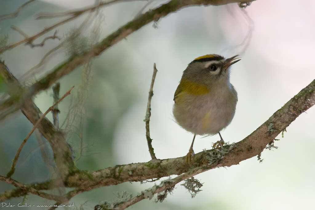 Madeira Firecrest female adult, close-up portrait, song