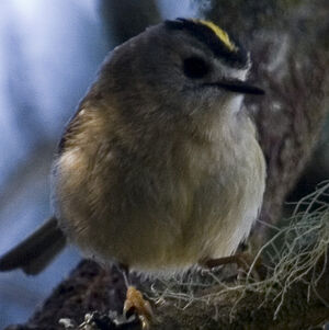 Tenerife Goldcrest