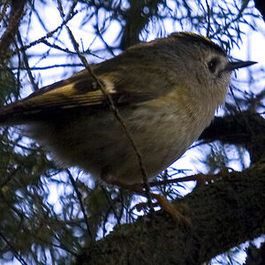 Tenerife Goldcrest