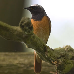 Common Redstart 
&copy; Didier Collin