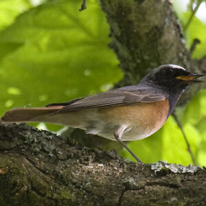 Common Redstart 
&copy; Didier Collin