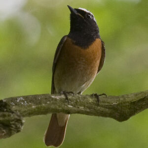 Common Redstart 
&copy; Didier Collin