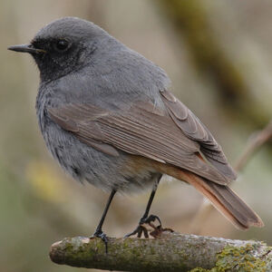 Black Redstart