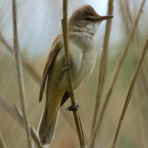Great Reed Warbler 
&copy; Didier Collin