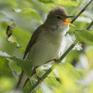 Marsh Warbler 
&copy; Didier Collin