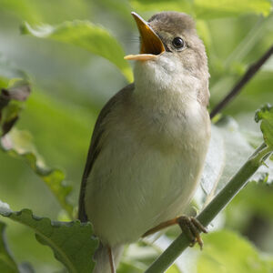 Marsh Warbler 
&copy; Didier Collin
