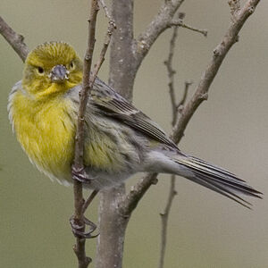 Atlantic Canary