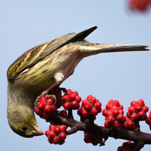 Atlantic Canary
