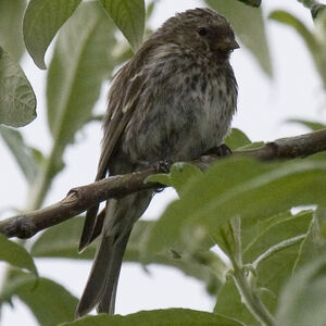 Common Redpoll 
&copy; Didier Collin