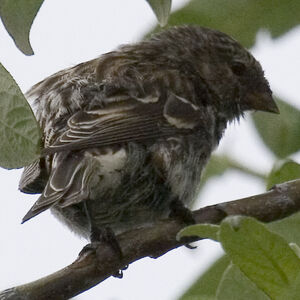 Common Redpoll 
&copy; Didier Collin