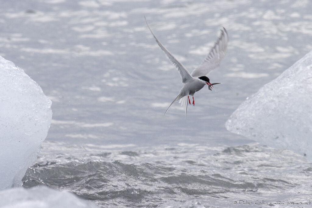 Arctic Tern, identification