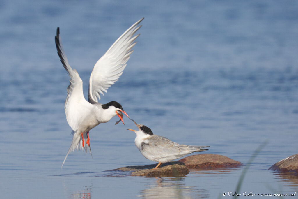 Common Tern, feeding habits, eats, Reproduction-nesting