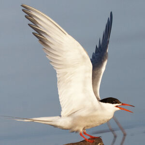Common Tern 
&copy; Didier Collin