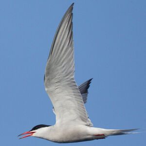 Common Tern 
&copy; Didier Collin