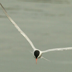 Common Tern 
&copy; Didier Collin