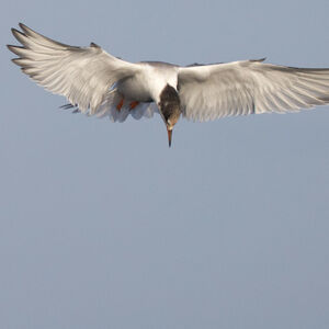 Common Tern 
&copy; Didier Collin