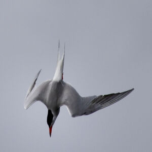 Common Tern 
&copy; Didier Collin