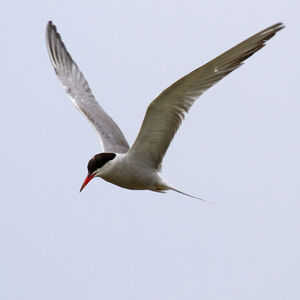 Common Tern 
&copy; Didier Collin