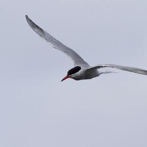 Common Tern 
&copy; Didier Collin