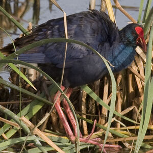 Purple Swamphen