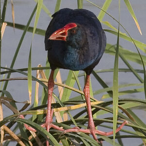 Purple Swamphen