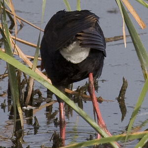 Purple Swamphen