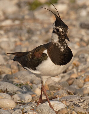 Northern Lapwing