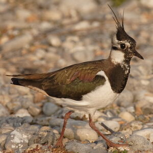 Northern Lapwing