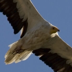 Egyptian Vulture 
&copy; Didier Collin