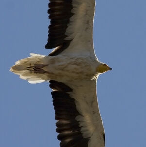 Egyptian Vulture 
&copy; Didier Collin