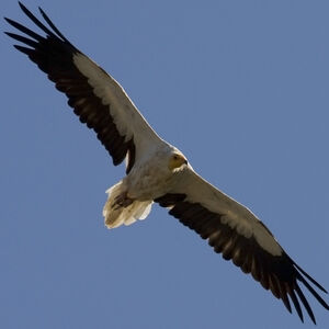Egyptian Vulture 
&copy; Didier Collin