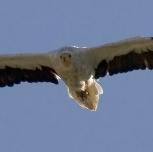 Egyptian Vulture 
&copy; Didier Collin