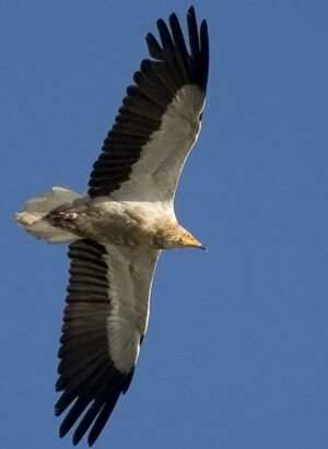 Egyptian Vulture 
&copy; Didier Collin