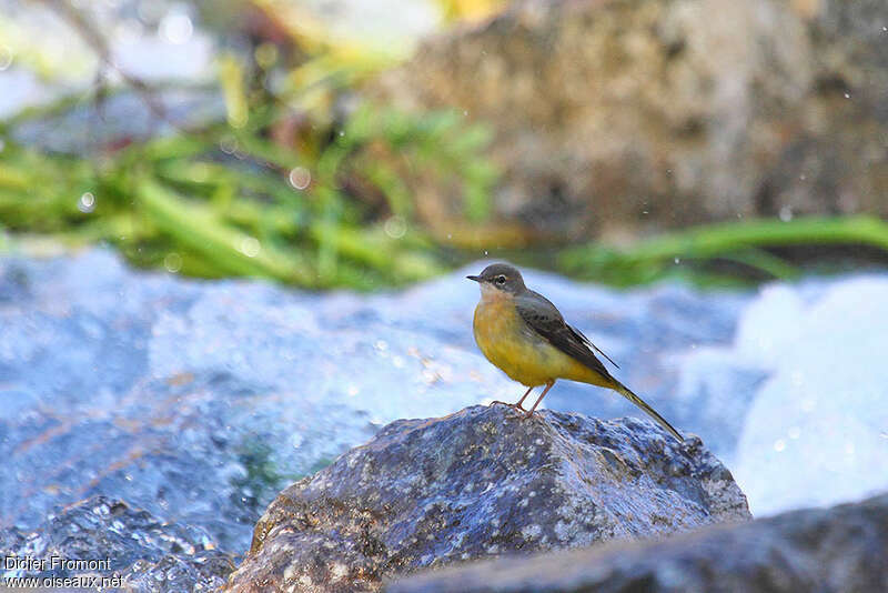 Grey Wagtail male First year, identification