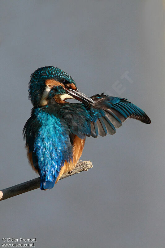 Common Kingfisher, care