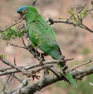 Conure � t�te bleue