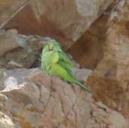 Mountain Parakeet