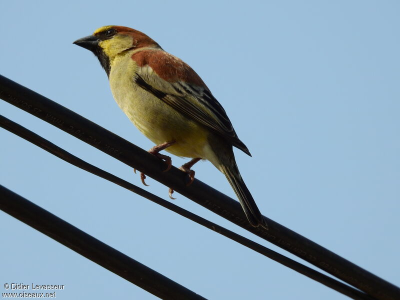 Plain-backed Sparrow male adult, identification, aspect