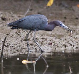 Aigrette bleue